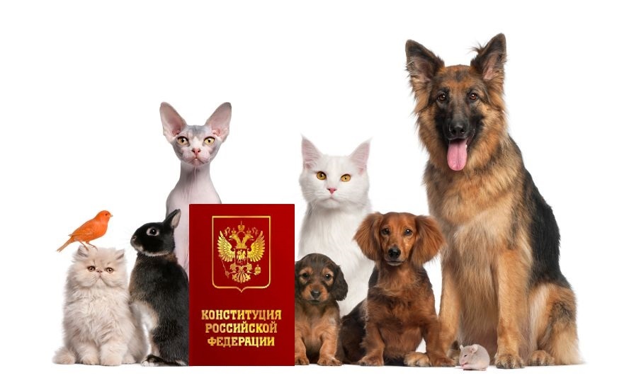 Защита прав животных&nbsp;